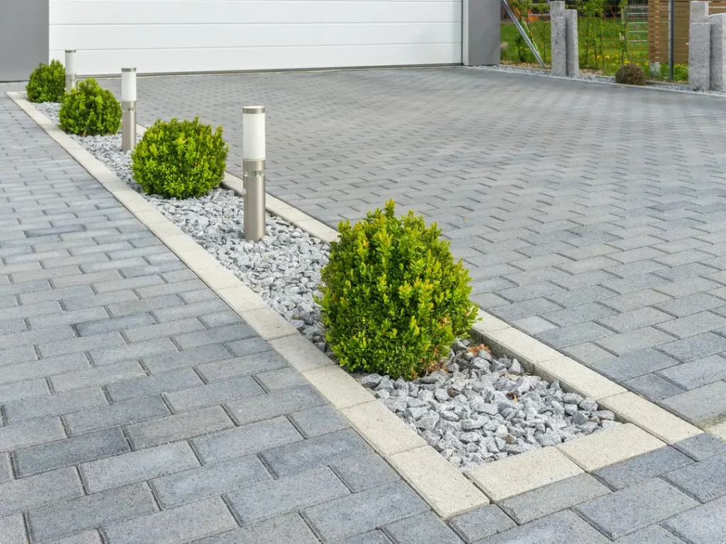 a small bush in a paved area